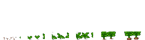 Carrot growth stages