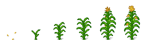 Corn growth stages