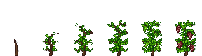 Cranberry growth stages
