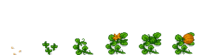 Pumpkin growth stages