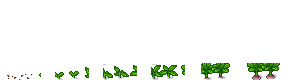 Turnip growth stages