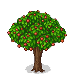 Apple tree